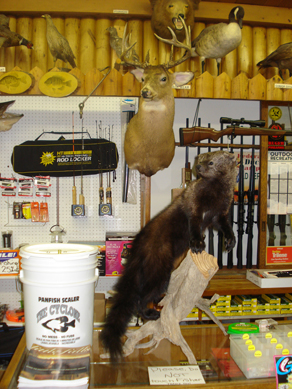 http://www.morrisoncountyhistory.org/museumpics/DSC01888a.jpg Interior of Paps Sport Shop, Little Falls, MN