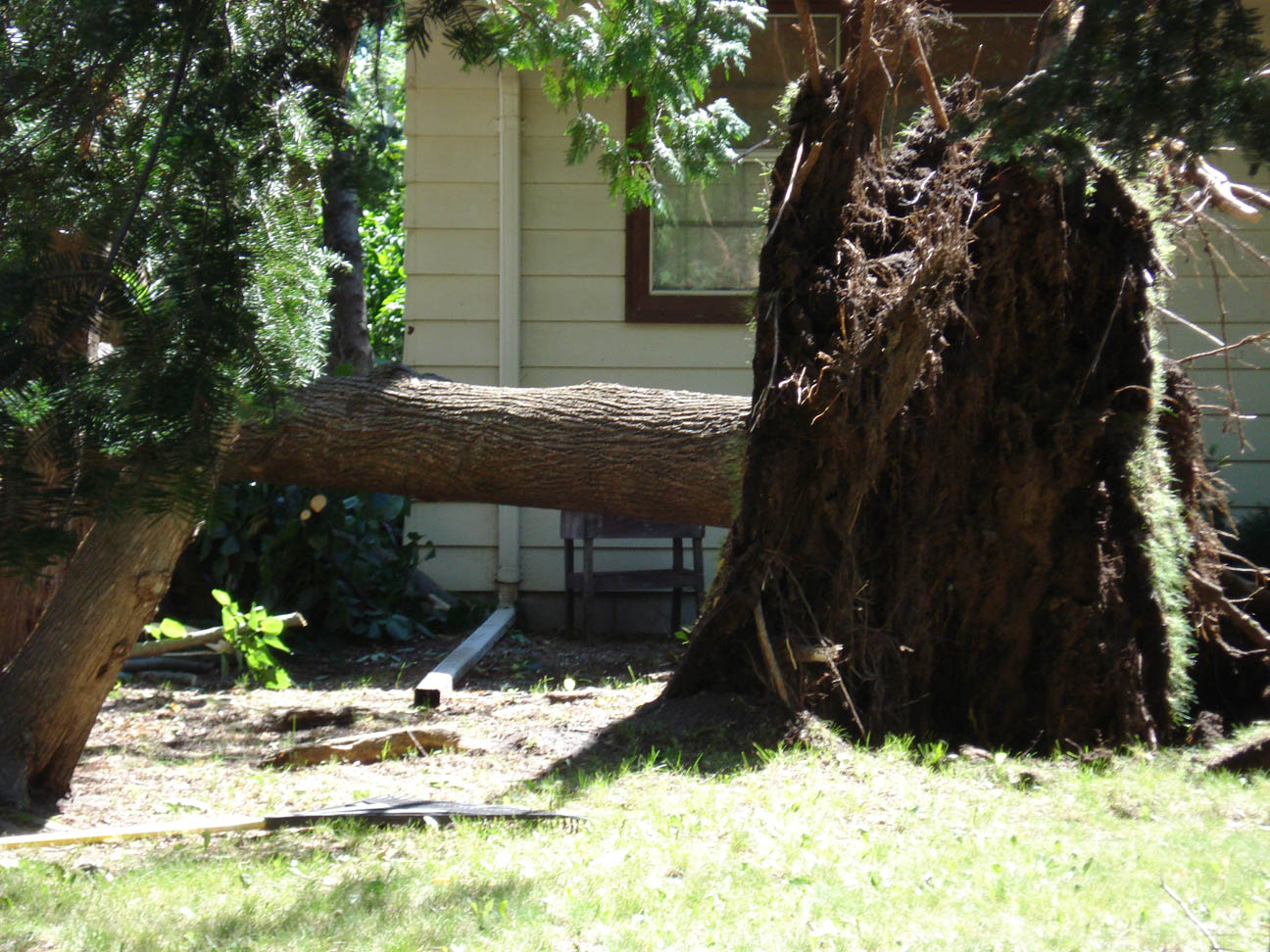 Tree uprooted, west side of Little Falls, MN, July 12, 2008 Tree uprooted, west side of Little Falls, MN, July 12, 2008