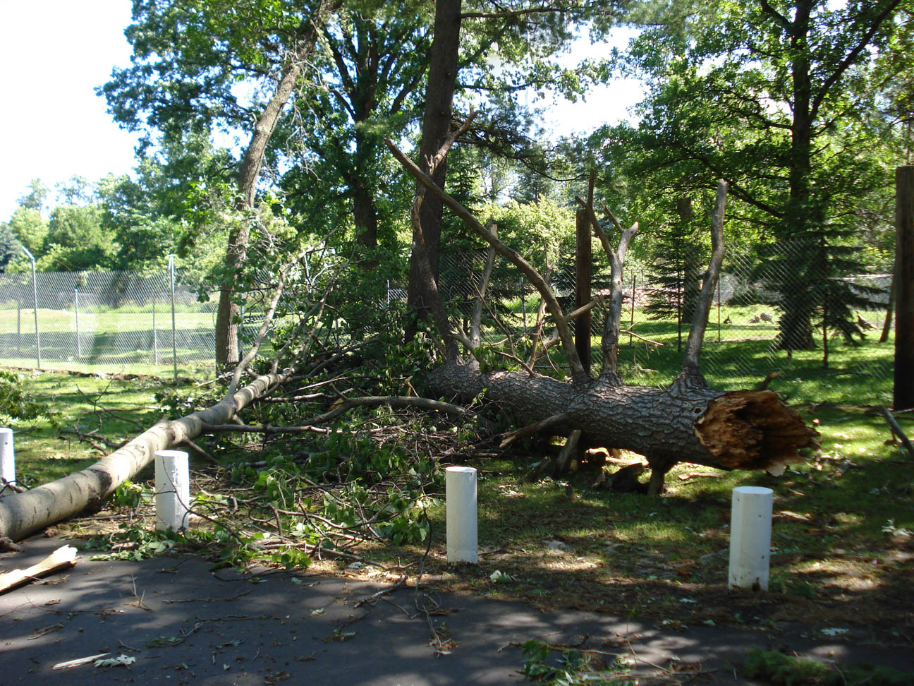 Snapped trees in Pine Grove Park, Little Falls, MN, July 12, 2008 Snapped trees in Pine Grove Park, Little Falls, MN, July 12, 2008