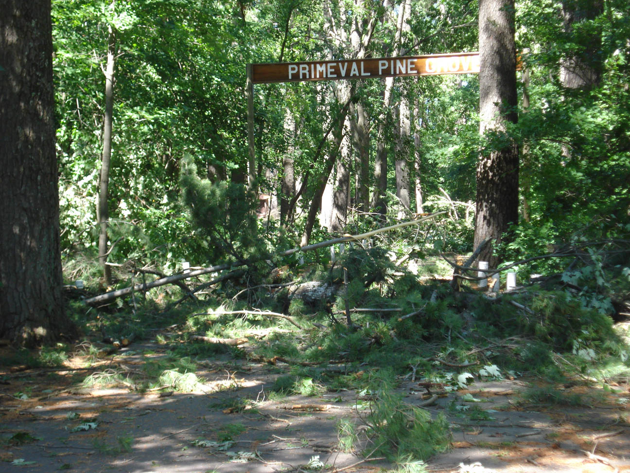 A mess of branches, Pine Grove Park, Little Falls, MN, July 12, 2008 A mess of branches, Pine Grove Park, Little Falls, MN, July 12, 2008