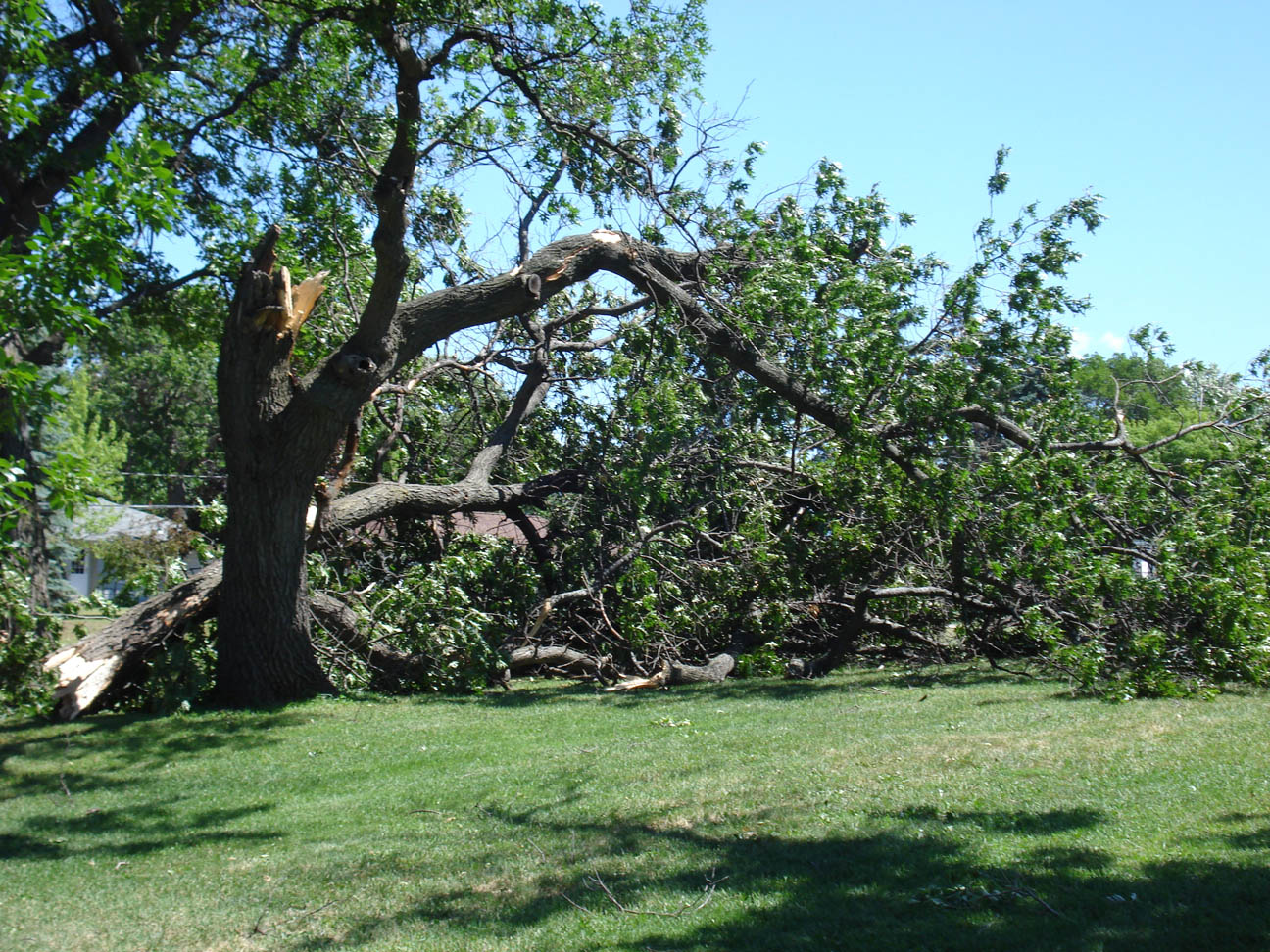 Snapped tree at Lindbergh School, Little Falls, MN, July 12, 2008 Snapped tree at Lindbergh School, Little Falls, MN, July 12, 2008