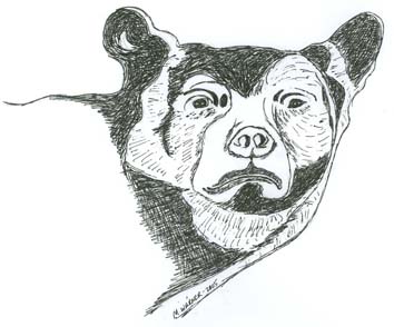 http://www.morrisoncountyhistory.org/museumpics/bear.jpg Drawing by Mary Warner, 2005