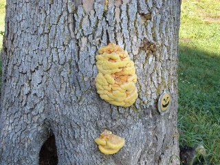 Sulfur Shelf Mushroom Sulfur Shelf Mushroom