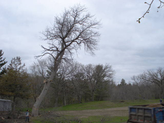 Old Ash Tree Old Ash Tree, photo by Alice Smuda, 2008